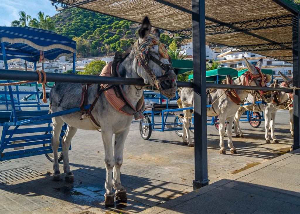 Mijas-eselgspann-andalusien-entdecken